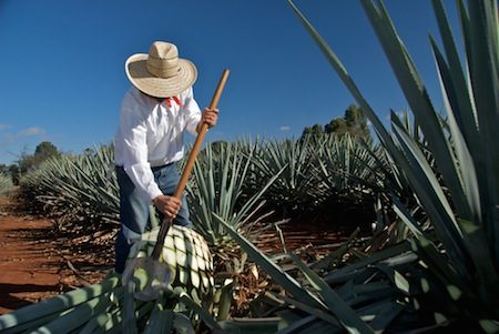 About Tequila