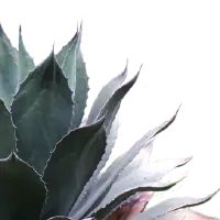 Agave1