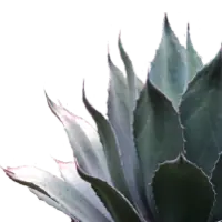 Agave2