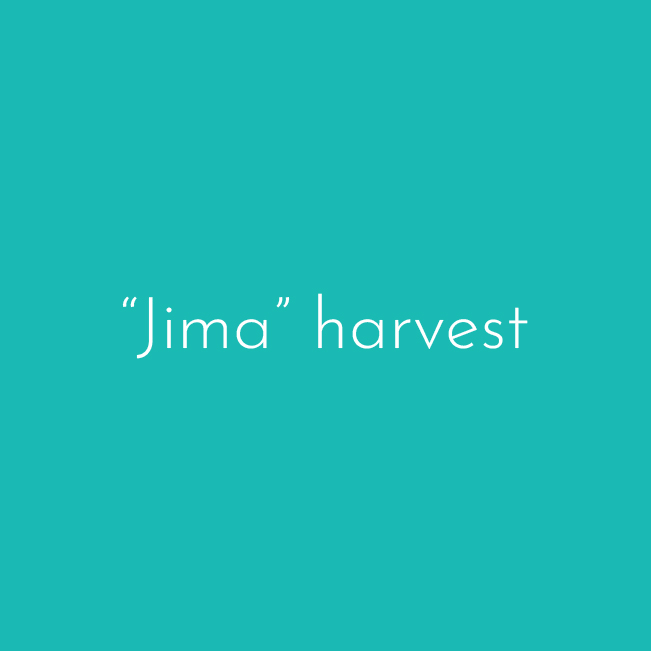 jima harvest-100