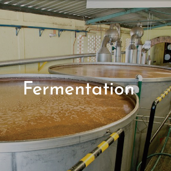 tequila process fermentationv2