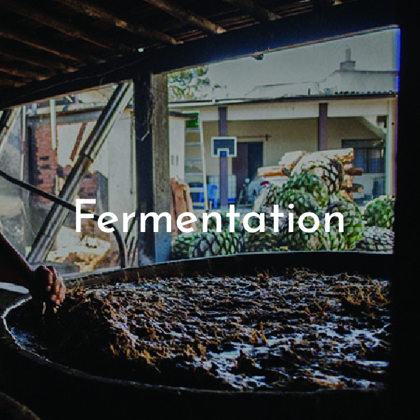 tf_mezcal process fermentation@2x-100